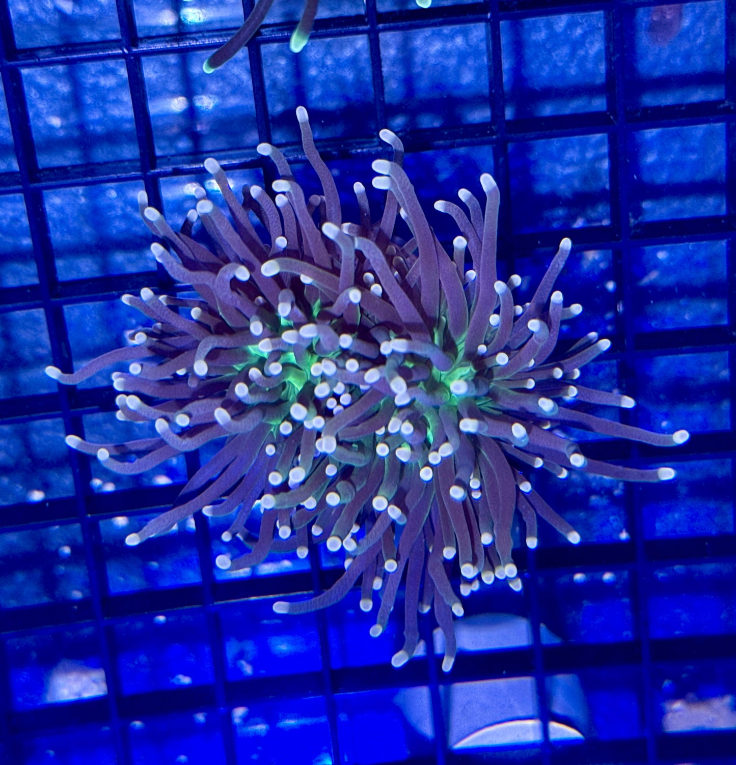 Torch Coral