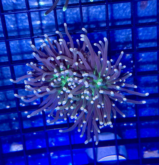 Torch Coral