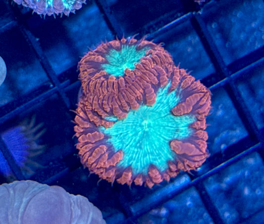 Blastomussa Welsi Double Head