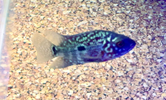 Flowerhorn Cichlid