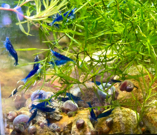 Blue Dream Shrimp