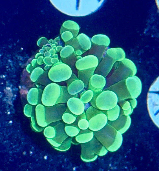 Branching Hammer Frag