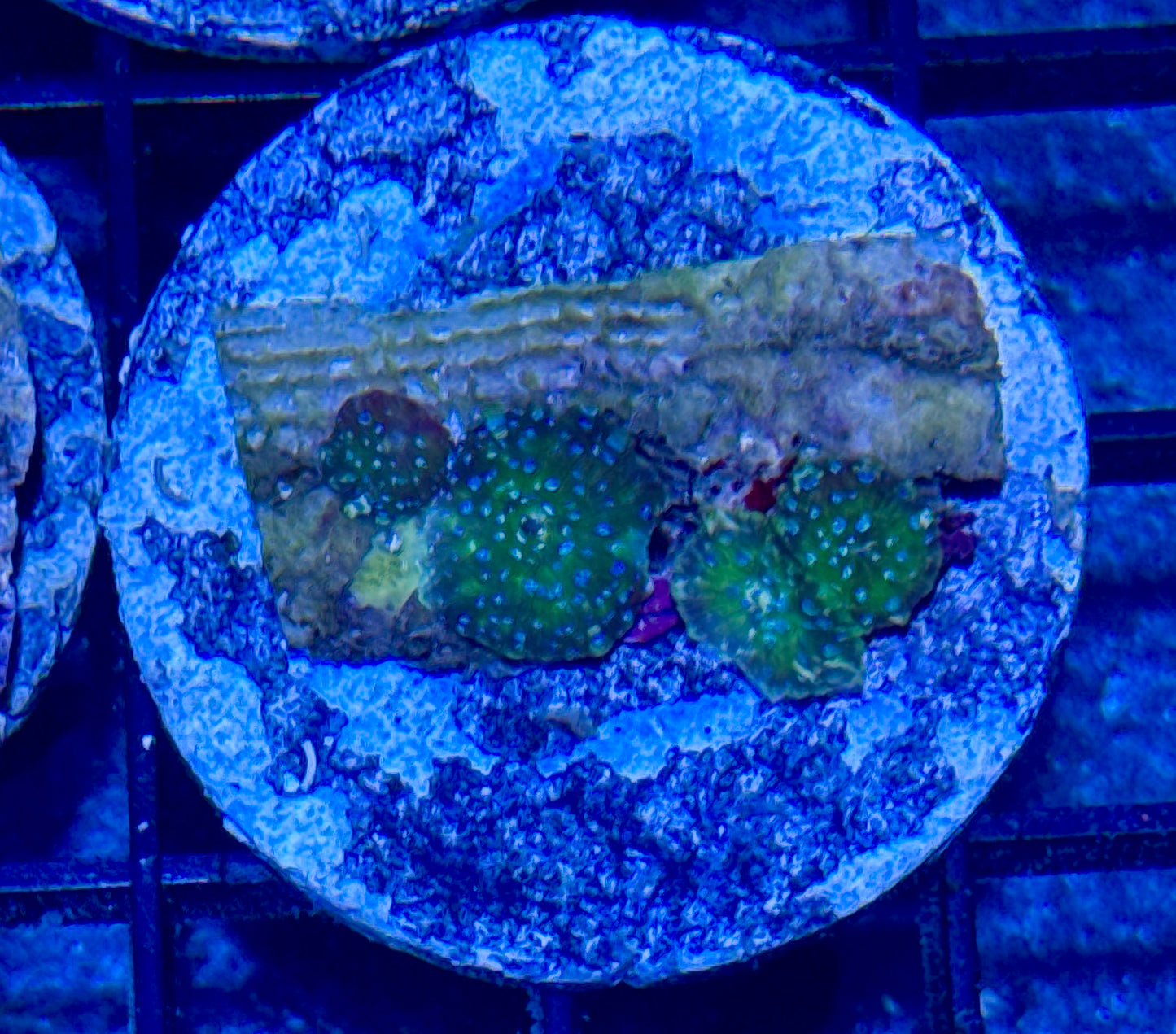 Baby Disco Mushroom Frag