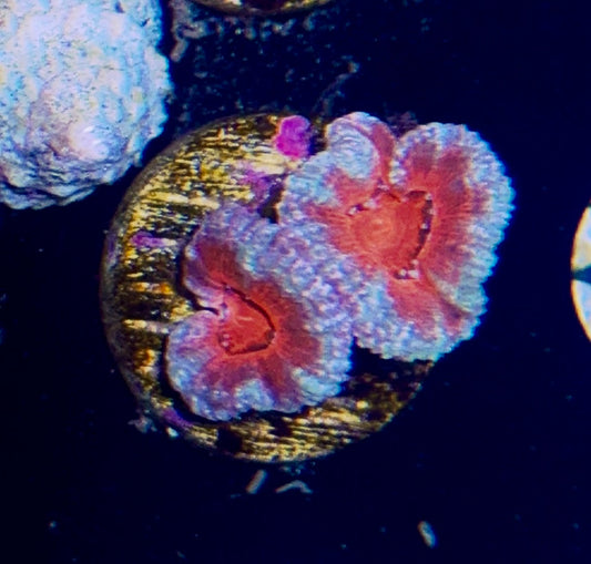 Acan Frag