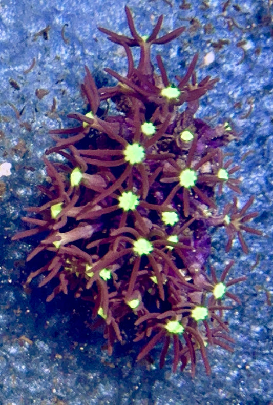 Green Star Polyp