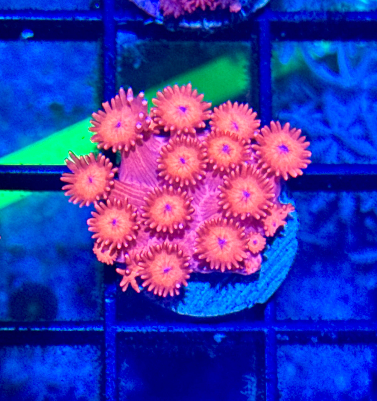 Red Gonipora Frag