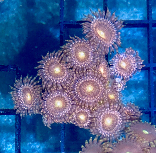 Zoa