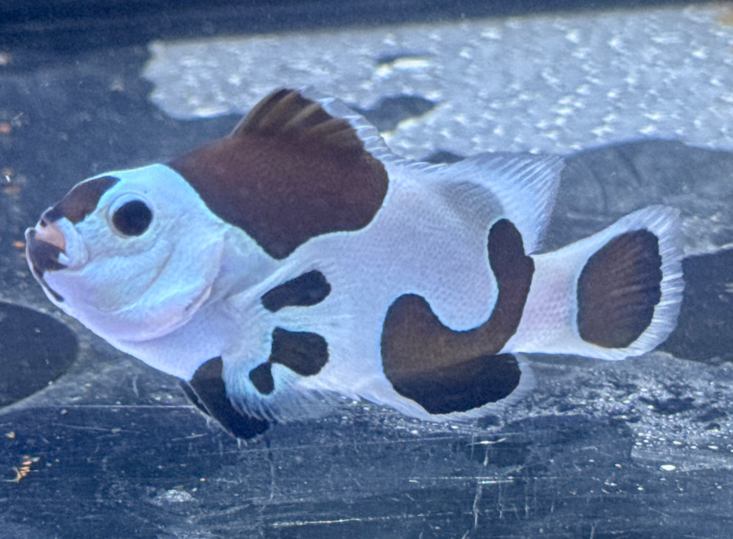 Storm Clown Rescue