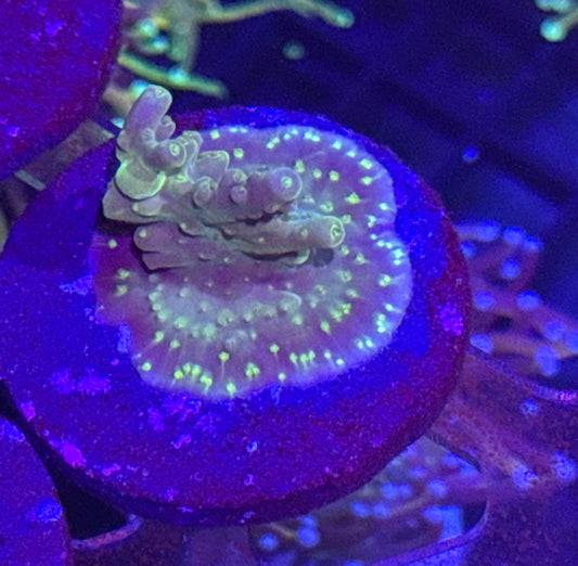 Acro Frag
