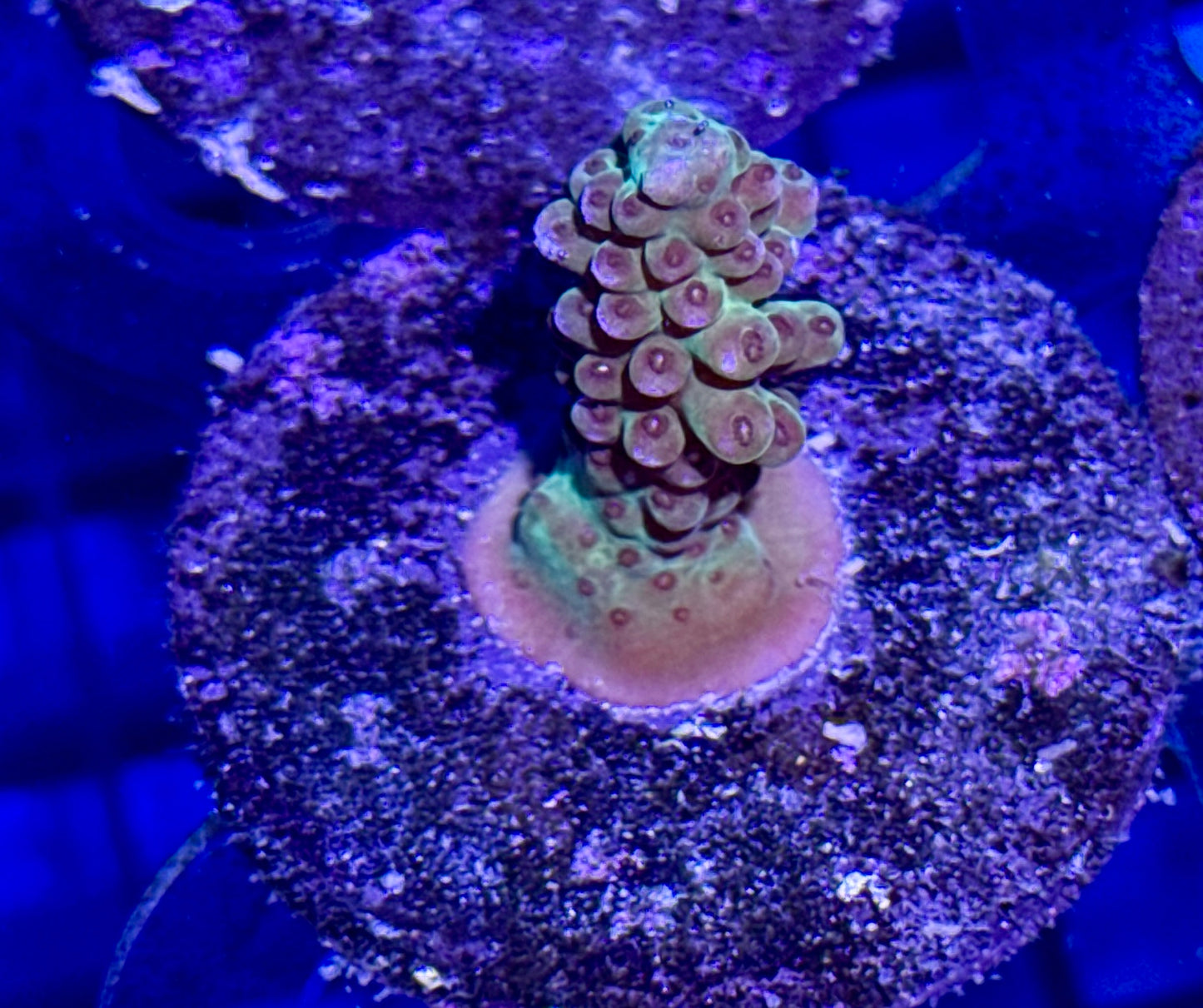 Acro Frag