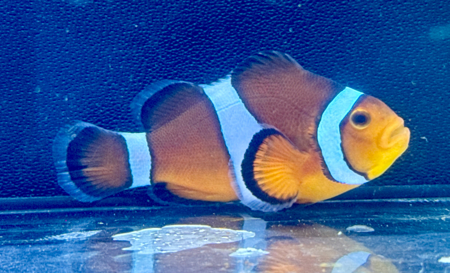 Ocellaris Clown Rescue