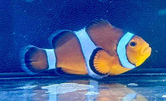 Ocellaris Clown Rescue