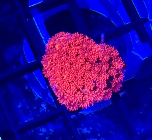 Red Short Polyp Gonipora