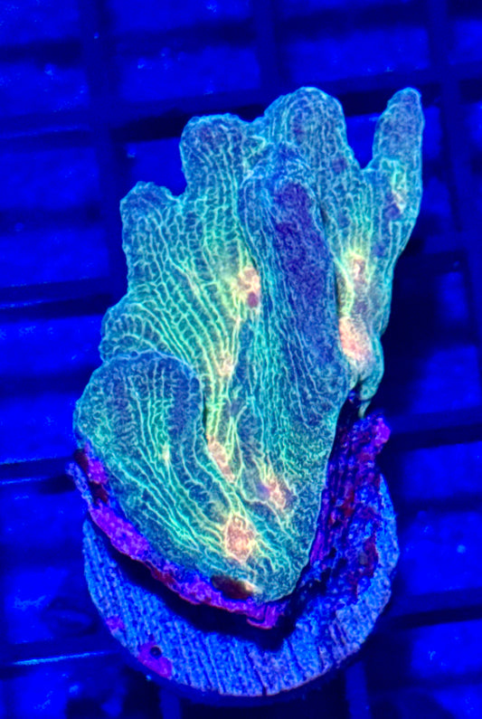 Pectina Frag