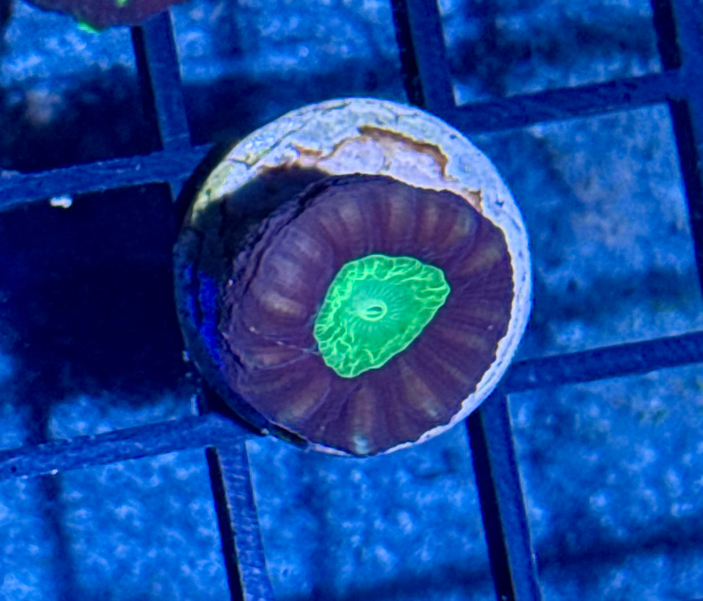 Candy Cane Frag