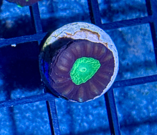 Candy Cane Frag
