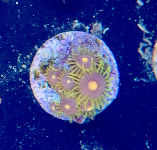 Zoa