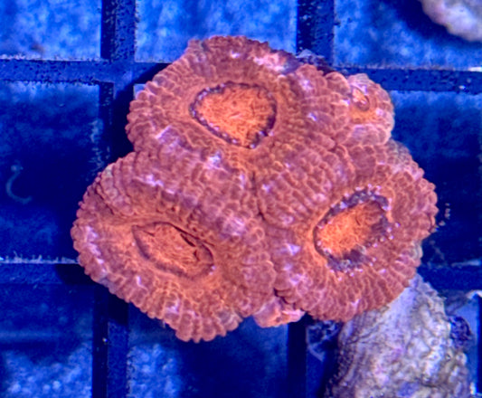 Acan Frag