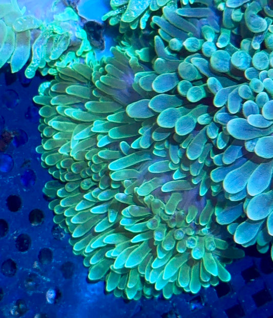 Bubble Tip Anemone
