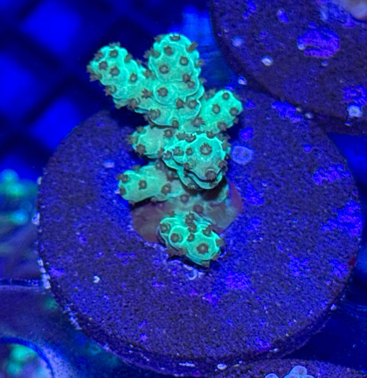 Acro Frag