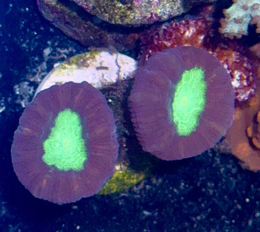 Candy Cane Frag
