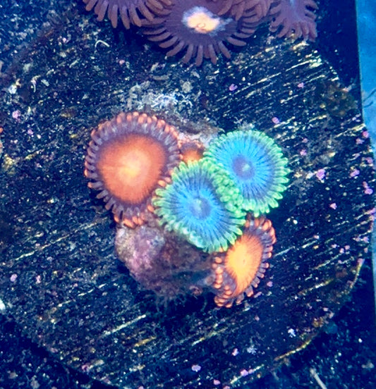Zoa