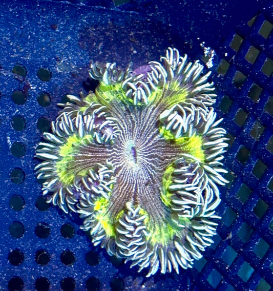 Rock Flower Anemone