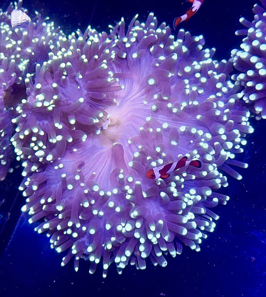 Ritteri Anemone
