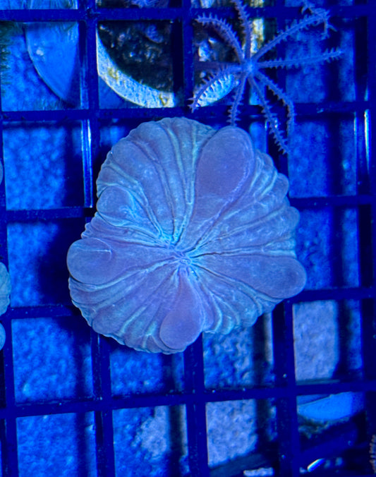 Fox Coral Frag