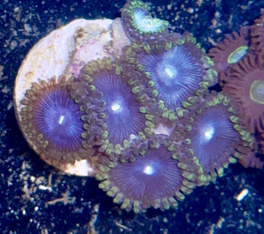 Zoa