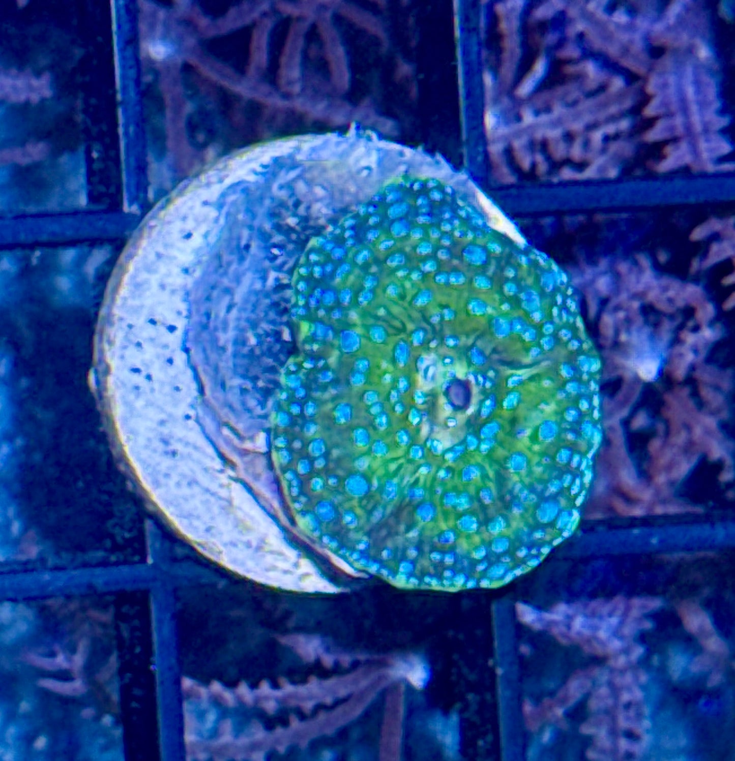 Disco Mushroom Frag