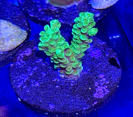 Acro Frag