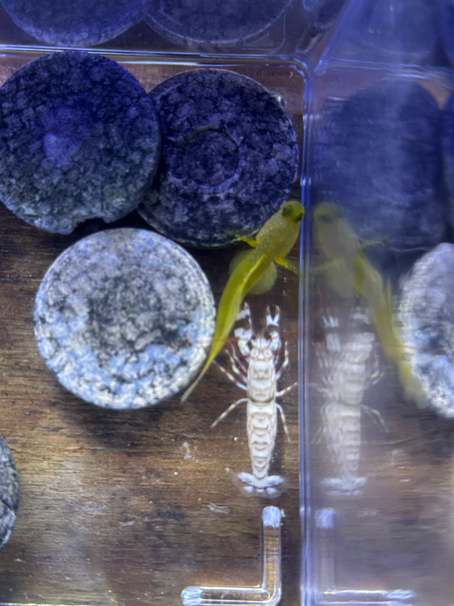 Yellow Watchman Goby Tiger Pistol Shrimp Pair