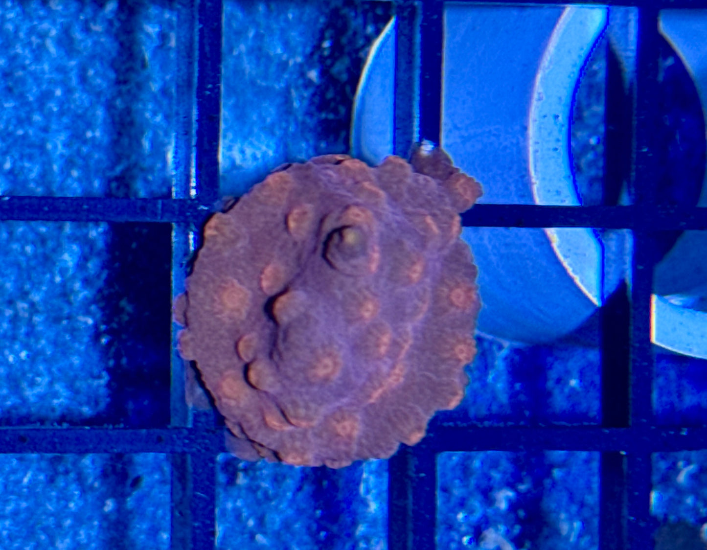 Chyphastera Frag