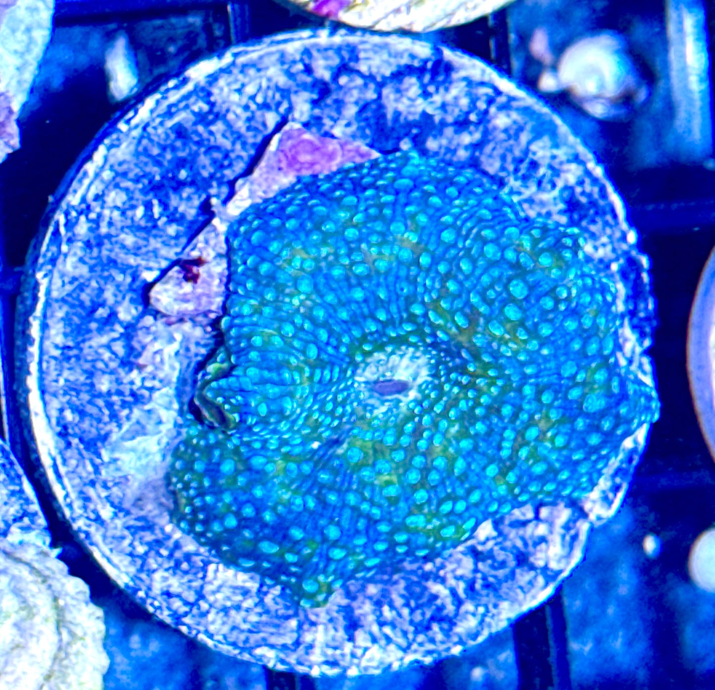 Unique Disco Mushroom