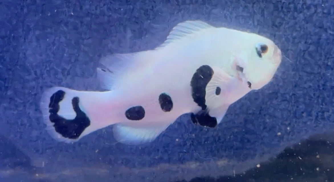 Storm Clown (Rescue)