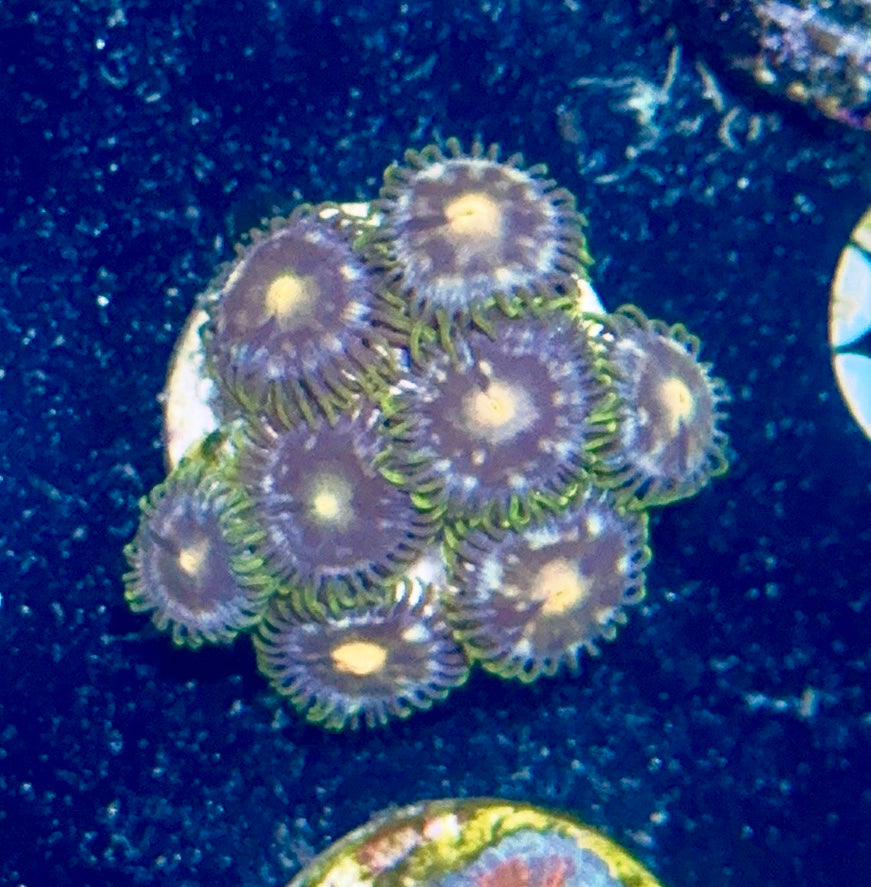 Zoa