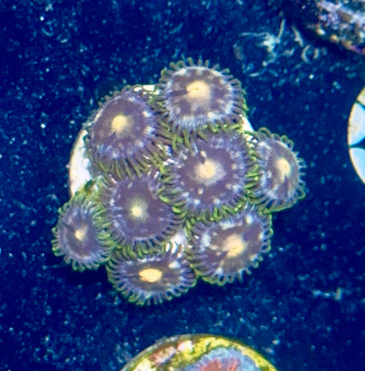 Zoa