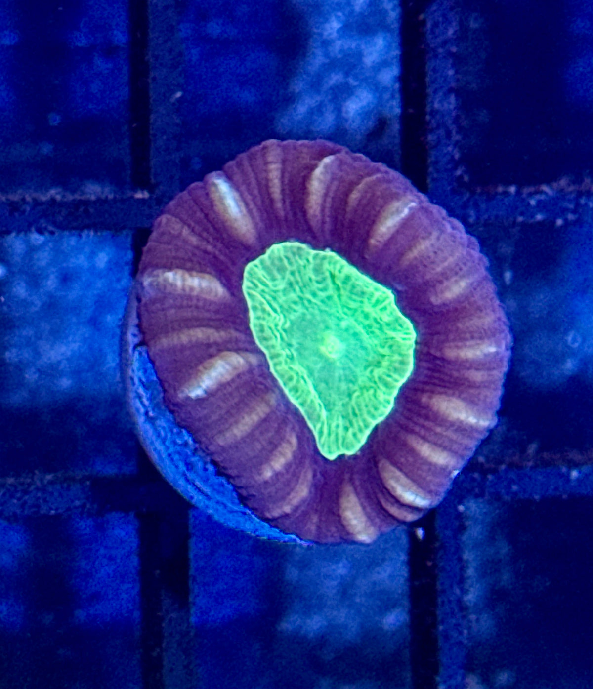 Purple Candy Cane Frag
