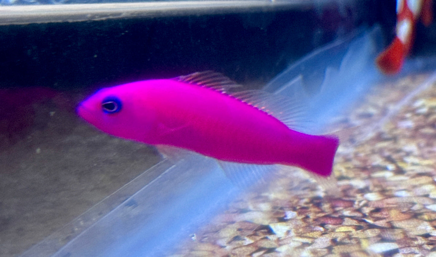 Purple Pseudochromis