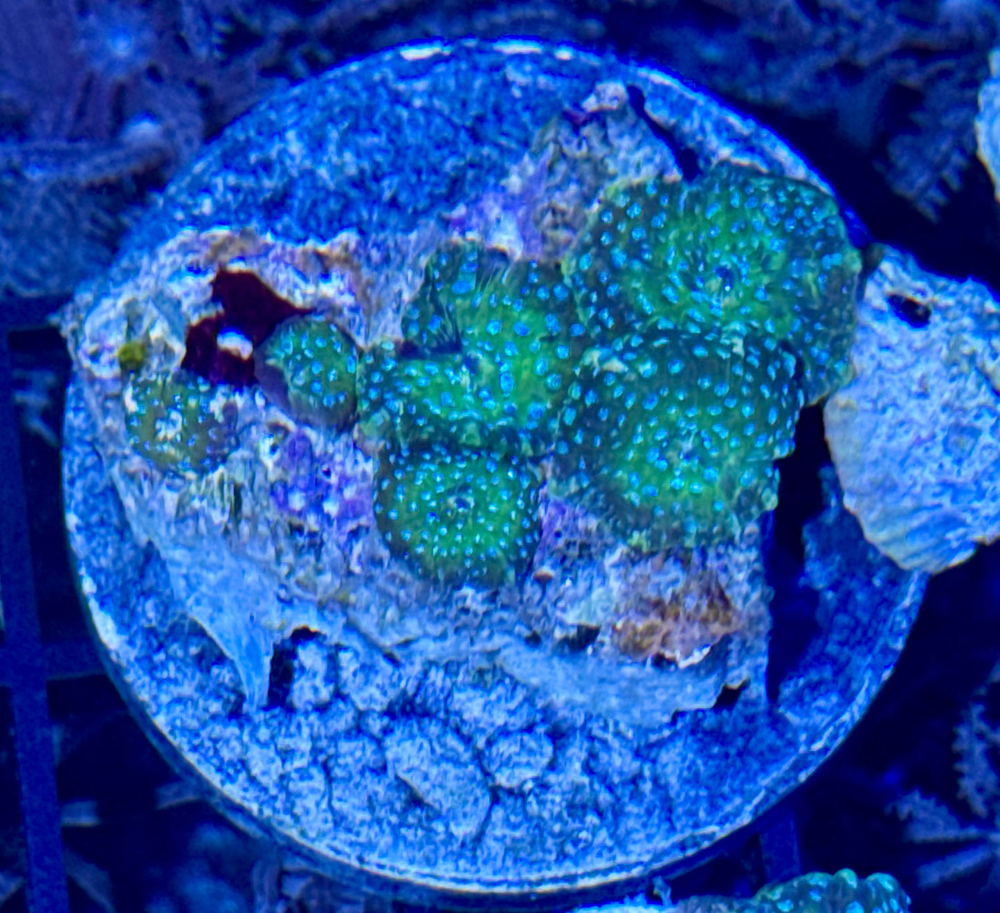 Disco Mushroom