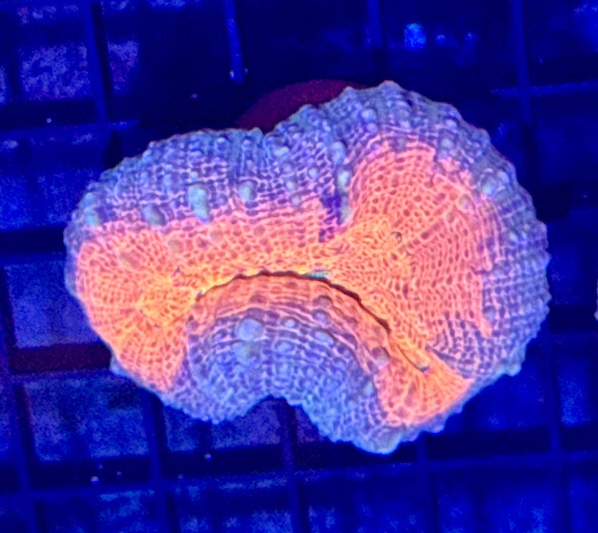 Lobo Frag