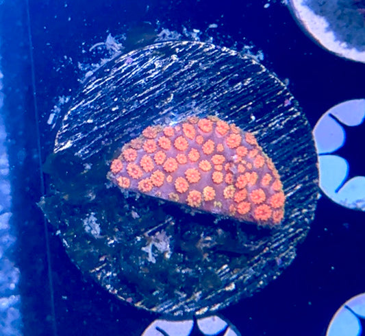 Short Polyp Goni Frag