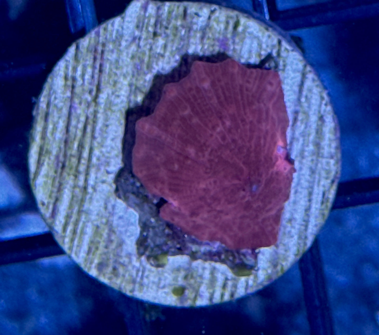 Super Red Disco Mushroom
