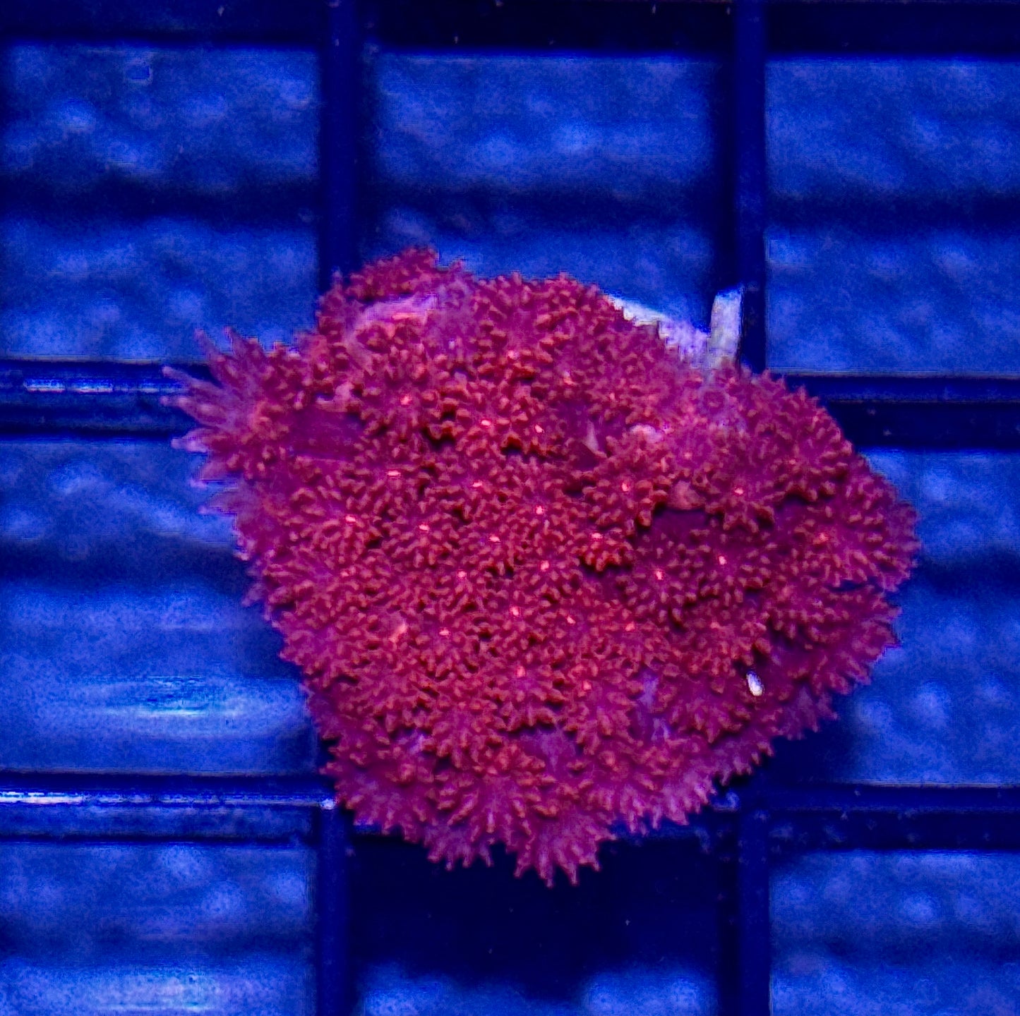 Red Short Polyp Gonipora