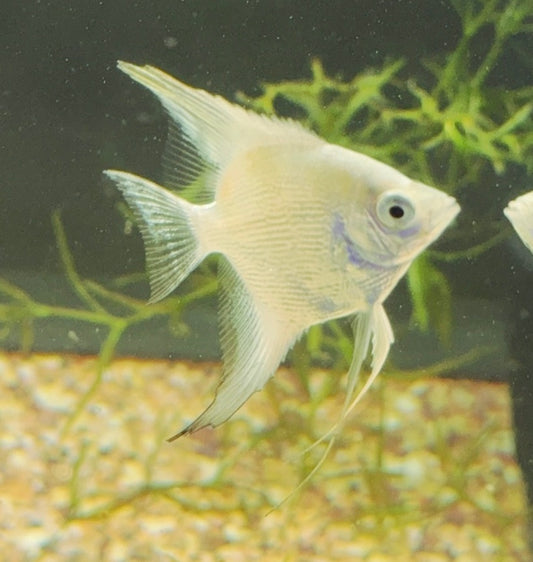 Platinum Angel Fish