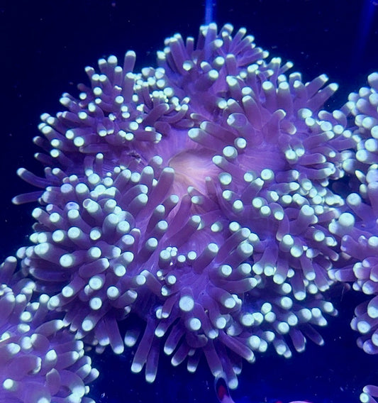 Ritteri Anemone