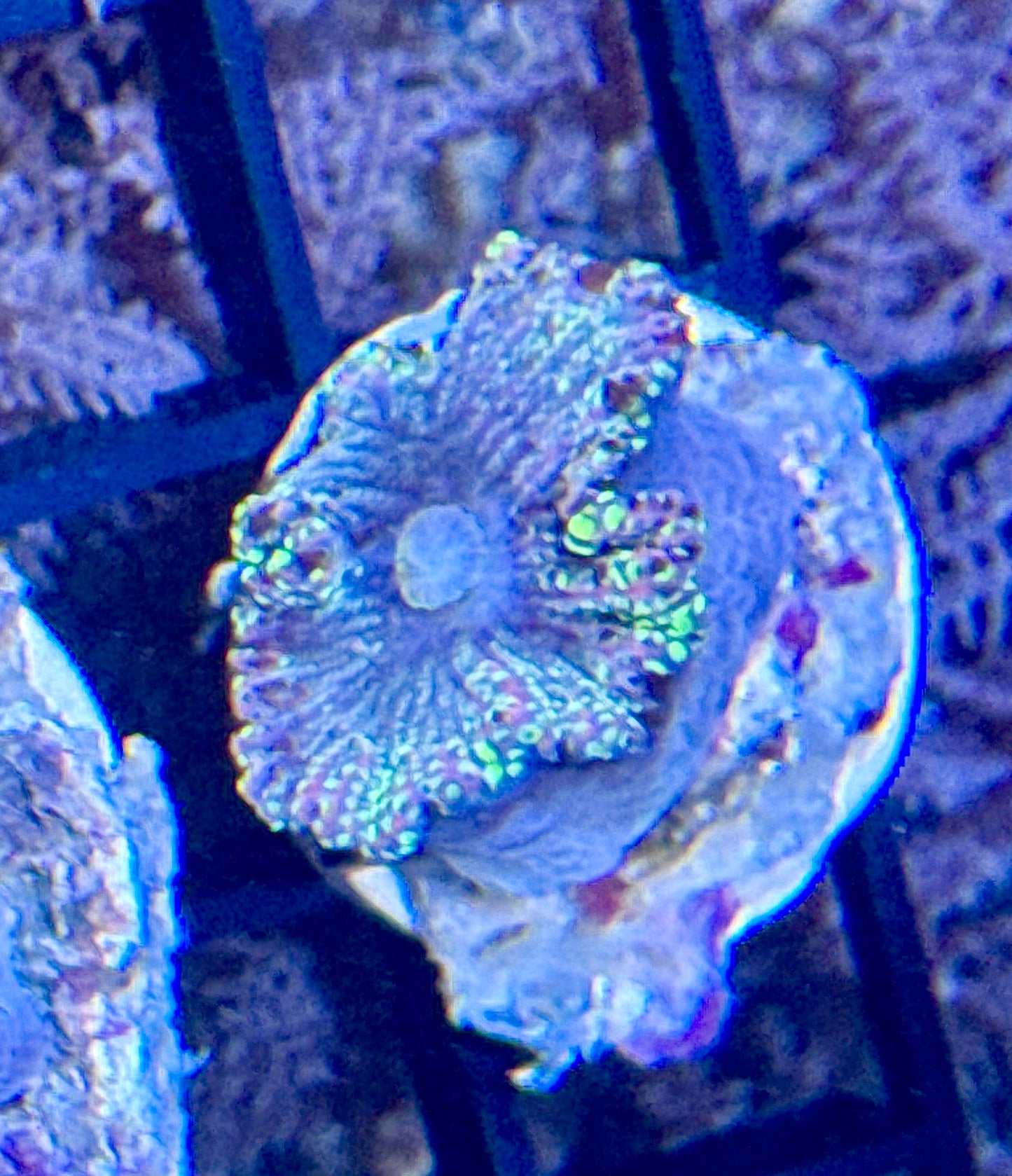 Lemon Drop Yuma Mushroom Frag