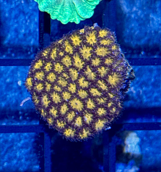 Lepto Frag
