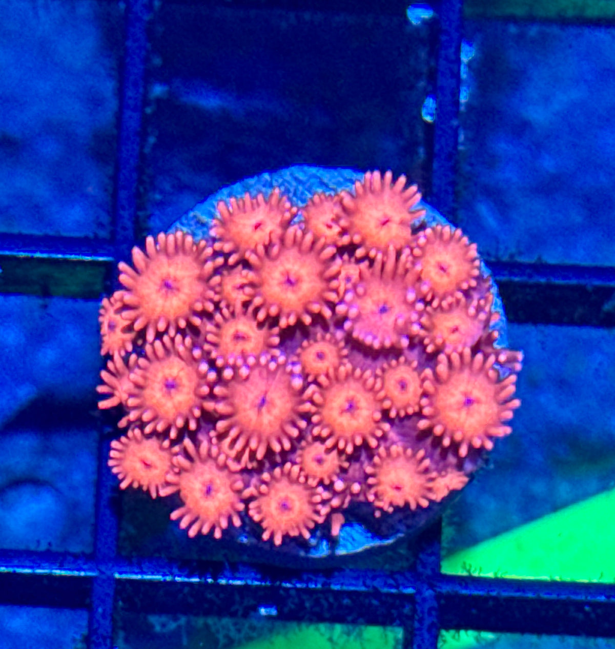 Reg Goniopora Frag